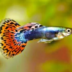 Dumbo Ear Guppy Red Mosaico (Pareja juvenil)