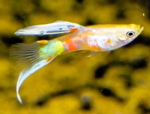 Blonde Vienna Bottom Swordtail Guppy