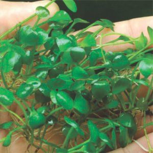 Marsilea Crenata