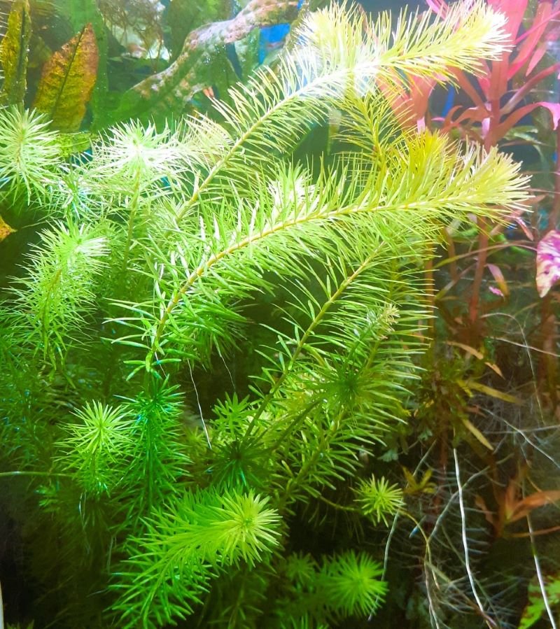 Rotala Bangladesh