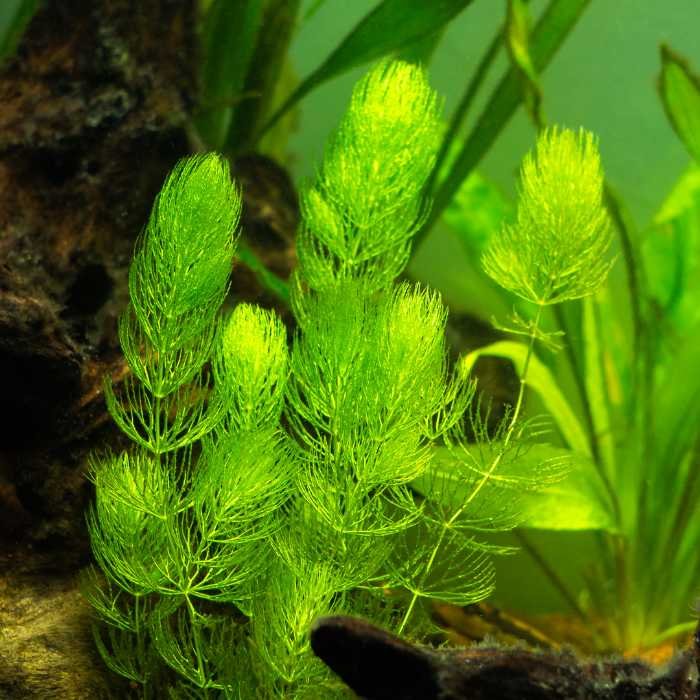 Ceratophyllum Demersum