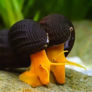 Tylomelania sp. (ang.Orange Poso Rabbit Snail)