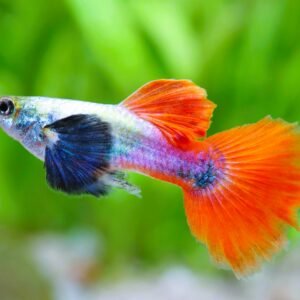 Guppy Dumbo Ear (platinum Red Tail Juvenile Pareja)