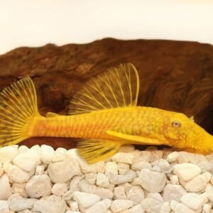 Pez Limpiavidrio Ansistrus Sp L144 Gold 4 Cm Importado