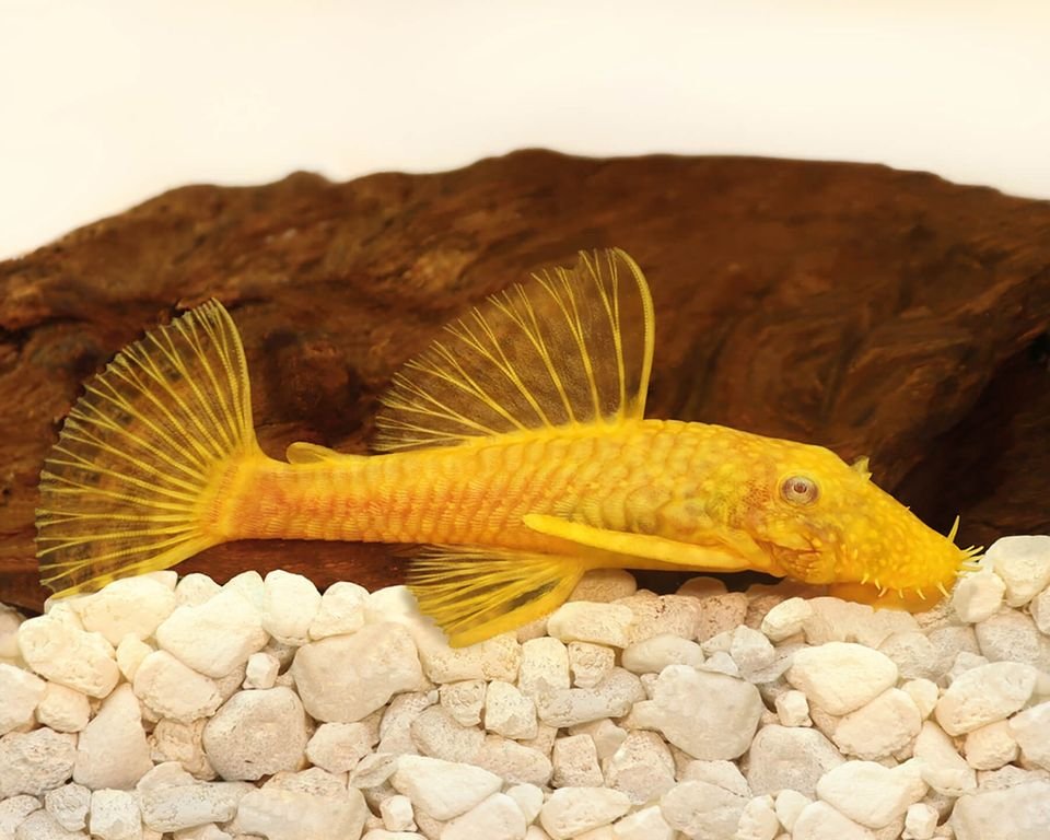 Pez Limpiavidrio Ansistrus Sp L144 Gold 4 Cm Importado