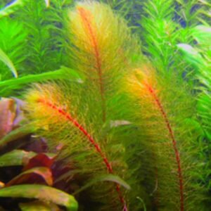 Myriophyllum Mattogrossense