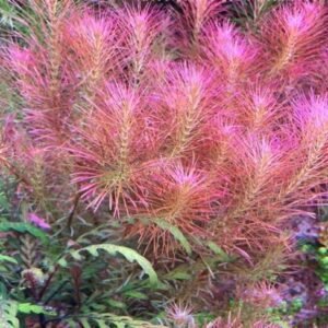 Rotala Wallichii