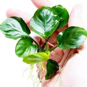 Anubias Barteri Nana