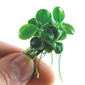 Anubias Barteri Var Nana Mini