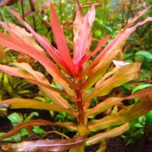 Ammannia Gracilis