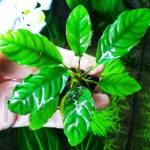 Anubias barteri Var. Coffeefolia
