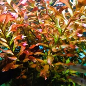Ludwigia Repens