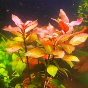 Ludwigia Palustris Red