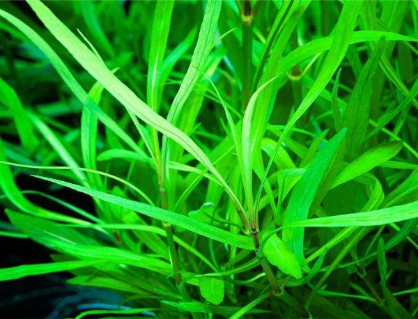 Hygrophila Salicifolia (bambú hojas de sauce)
