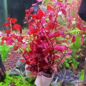 Ludwigia Repens 'super Red’