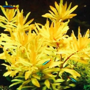 Nesaea pedicellata 'Golden’