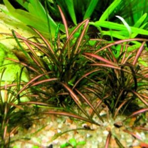 Echinodorus Tenellus Rojo - Helanthium tenellum