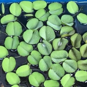 Salvinia Auriculata (Planta Flotante)