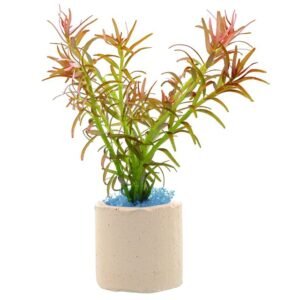 Rotala Mexicana Goias-bundle