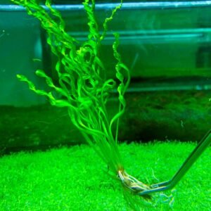 Echinodorus Vesubio Angustifolia