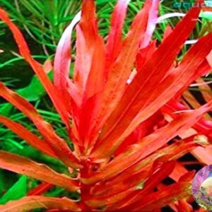 Ammannia Senegalensis