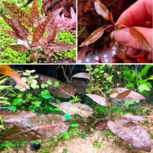 Cryptocoryne Nurii