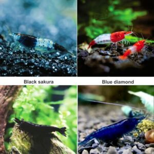 Neocaridina Black Rili