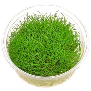 Eleocharis Acicularis “Mini”(Minima aguja espiga)